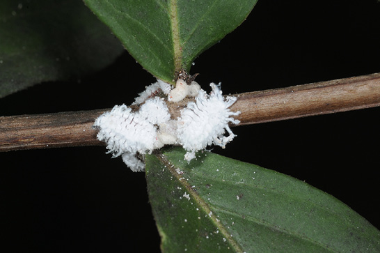 Magnified image of lady beetle larvae, which look similar to adult female scales. They are white and fuzzy.